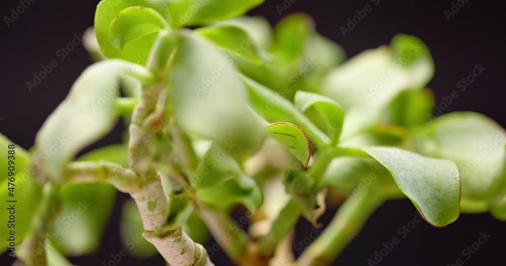 Succulent plant closeup with green leaves Succulent plant closeup with green leaves