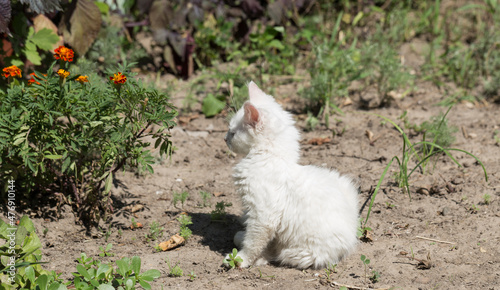 A blue-eyed kitten with white fur.  The animal explores the environment. A young predator.