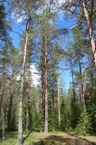 pine forest summer landscape, tall pine trees in the foreground