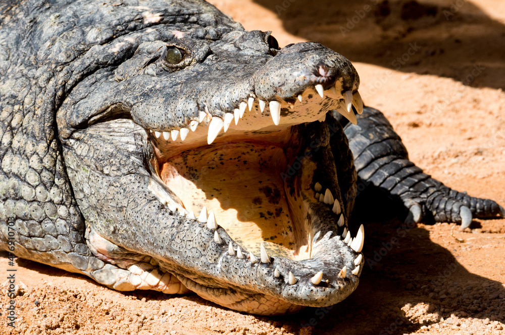 Fototapeta premium alligator in the zoo