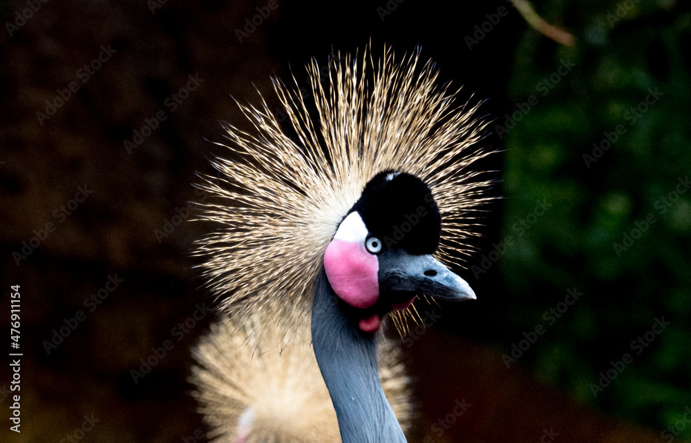 Fototapeta premium grey crowned crane