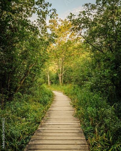 Boardwalk trail in Dolly Sods Wilderness, in Monongahela National Forest, West Virginia photo