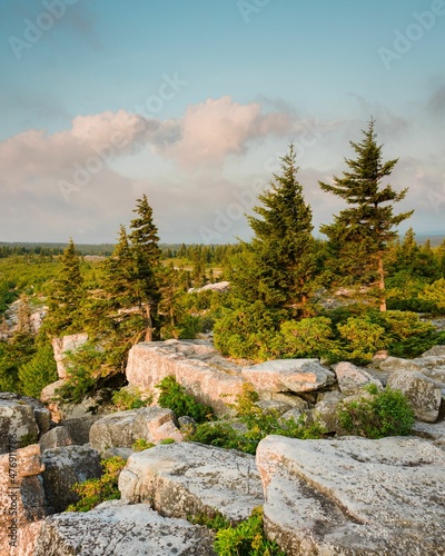 Rocks and trees at Bear Rocks Preserve, in Monongahela National Forest, West Virginia photo