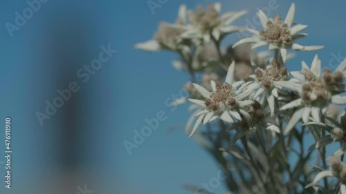 Beautiful edelweiss