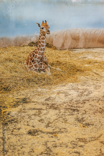 Photography Mother giraffe and baby giraffe. Newborn giraffe and her family.