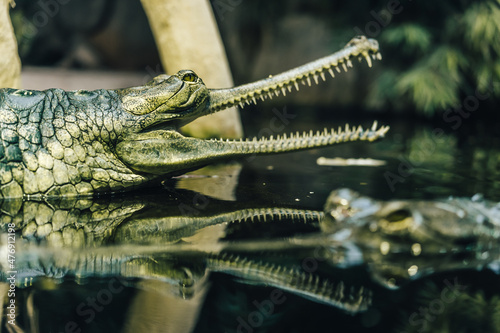 The gharial (in latin Gavialis gangeticus), also known as the gavial. Crocodilian, the family Gavialidae. One of the most endangered crocodile species.