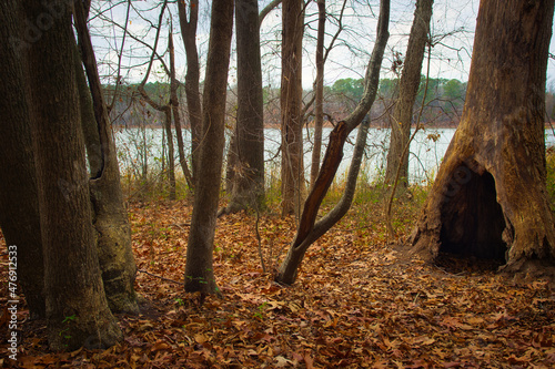 Foto A lakeside landscape of a tree hollow in the woods during Autumn.
