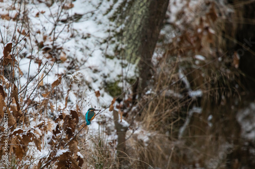 Fototapeta Naklejka Na Ścianę i Meble -  Kingfisher