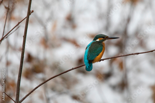 Kingfisher