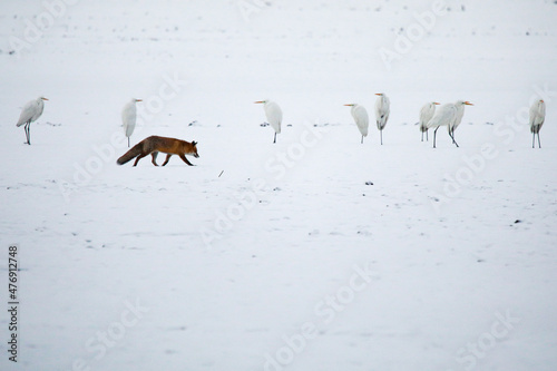 Fototapeta Naklejka Na Ścianę i Meble -  Fox