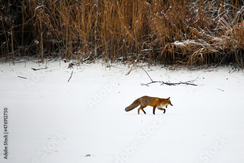 Fototapeta Naklejka Na Ścianę i Meble -  Fox