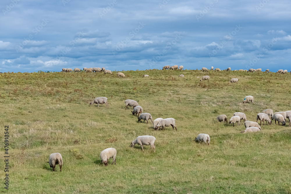 Beautiful landscape at Agon-Coutainville in Normandy, the pointe d’Agon, with sheeps on the moor
