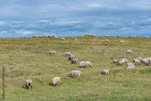 Beautiful landscape at Agon-Coutainville in Normandy, the pointe d’Agon, with sheeps on the moor 