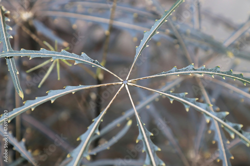 Macro of the leaf centers on a False Aralia plant photo