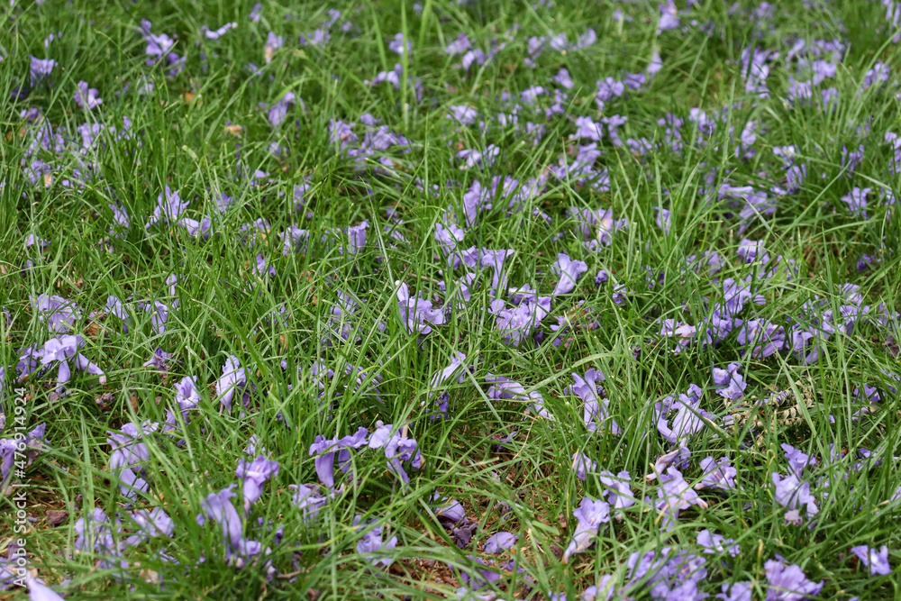 jacaranda flowers in the grass