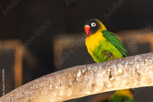 Yellow-Collared Lovebird Ag...