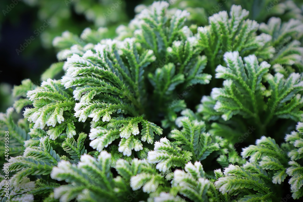 Closeup of the variegated tips on a Frosty Tip Fern Closeup of the variegated tips on a Frosty Tip Fern