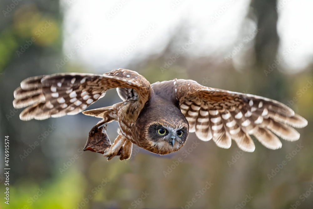 Fototapeta premium Close up of Brown Owl gliding with wings spread,
