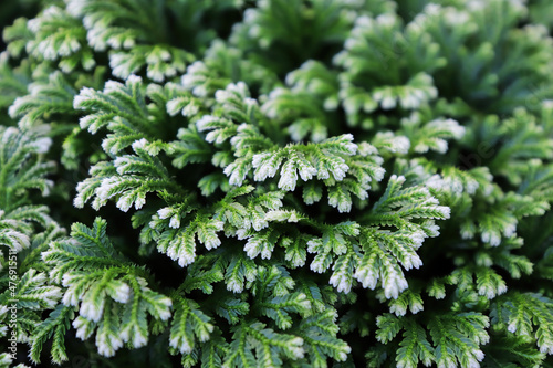 Closeup of the variegated tips on a Frosted Tip Fern photo
