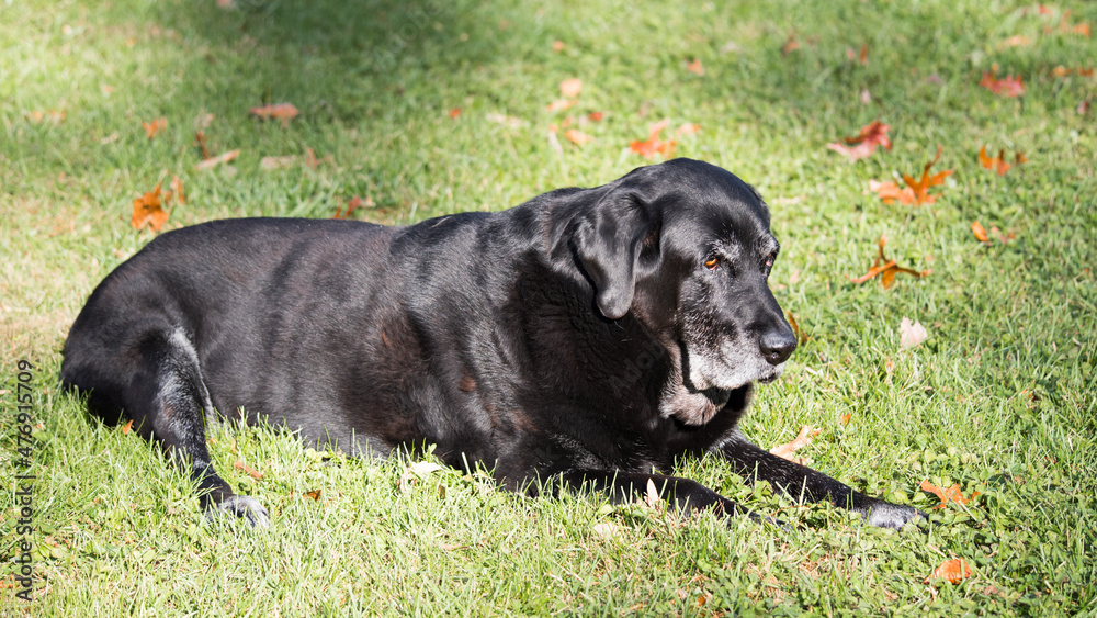 Old Black Labrador Old Black Labrador
