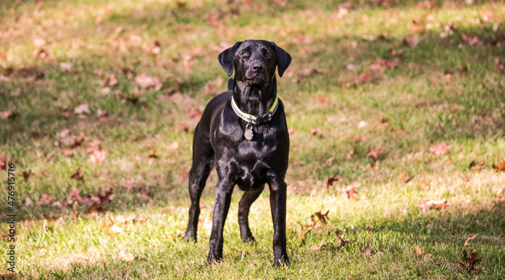 Old Black Labrador Old Black Labrador