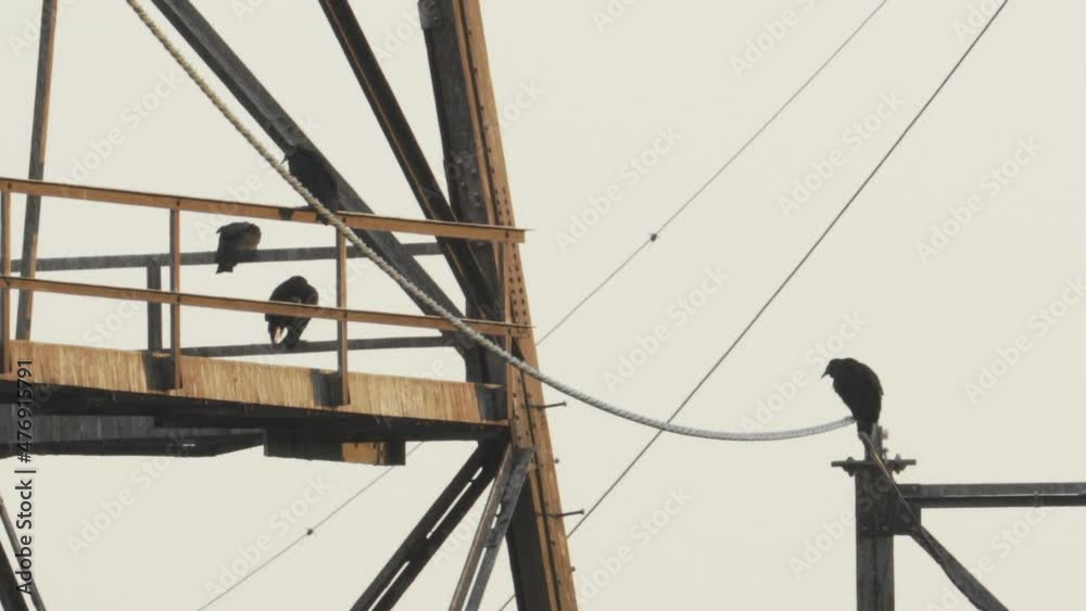 Tall steel power line towers part of US electrical grid delivery system throughout urban and rural united states via elevated wires and current voltage with turkey vultures perched and nesting nearby