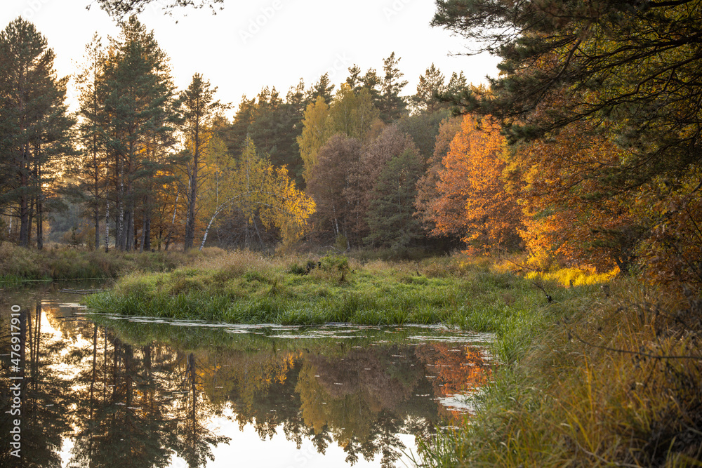 Bright fall foliage on trees in yellow, red, orange and green colors. The rays of the setting sun illuminate the forest. Clean nature, ecology, seasons, environmental protection.