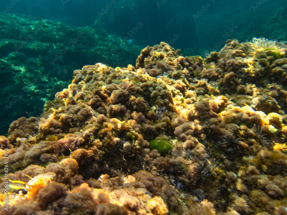 Fototapeta premium fondale marino Riviera dei ciclopi Acicastello 12