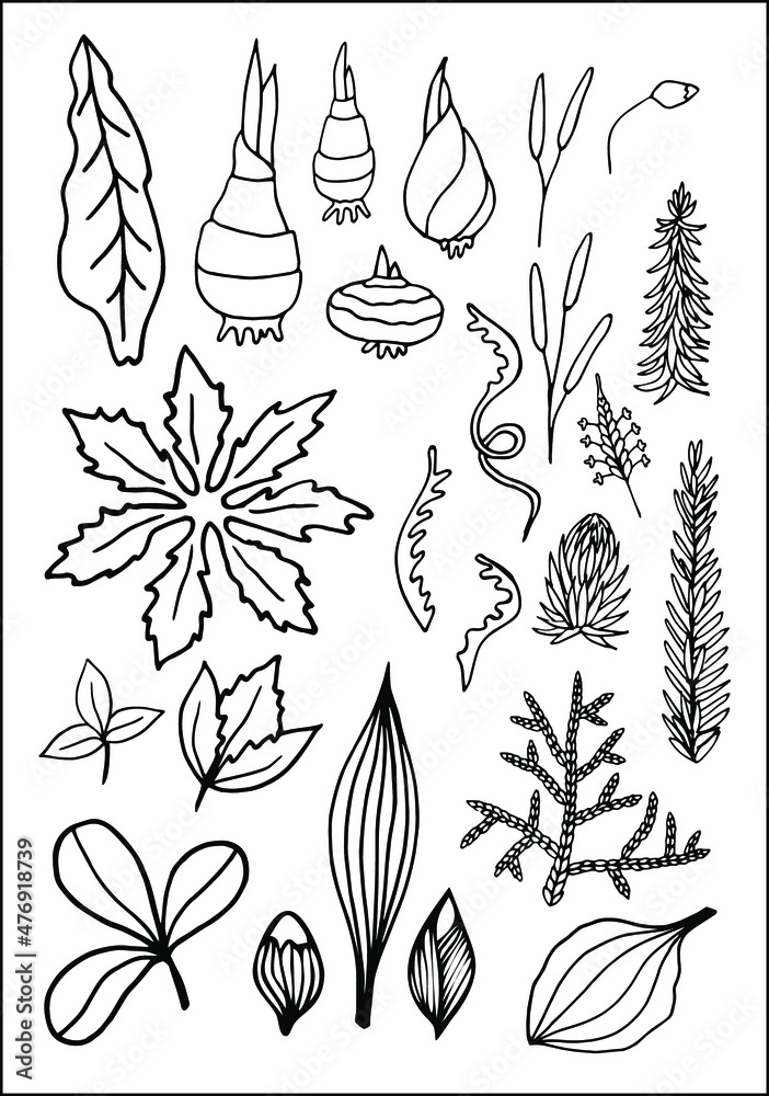  Set of vector vegetal decorative elements in black and white, contours and different forms of tropical leaves, silhouettes of leaves.