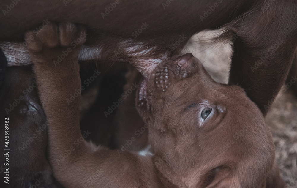 Puppies Playing and Nursing