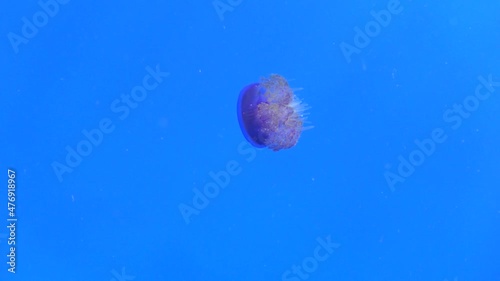 Pulsating jellyfish in the sea, slow motion photo