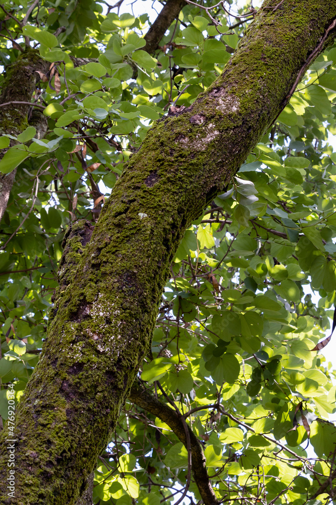 Fototapeta premium A green moss on a tree trunk.