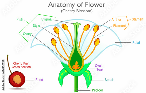 Anatomy of flower, fruit cross section. Plant reproduction system diagram, explanations. Components, parts, pistil, petal, stamen, filament, anther structure Sample cherry blossom  Illustration Vector