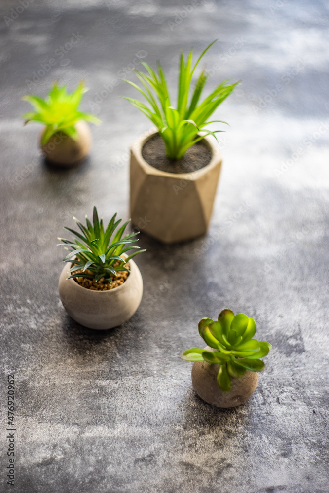 Succulent plants in pots