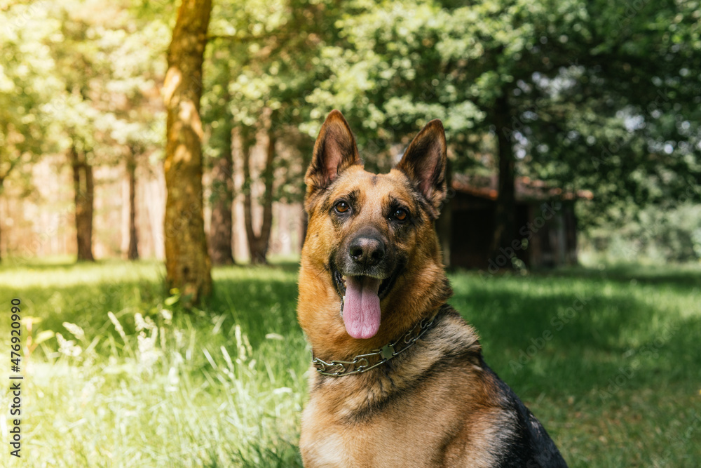 portrait of dog