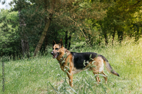 german shepherd dog on grass © Francisco