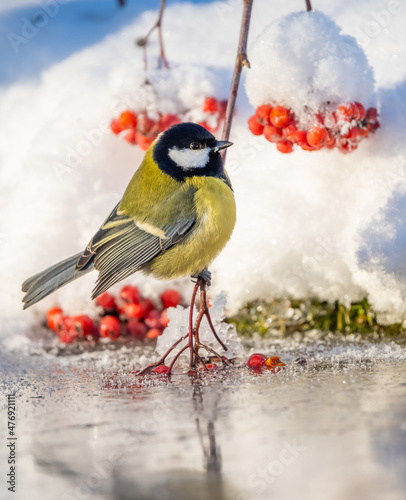 The bird tit sits on a snow-covered branch frozen in the ice of the reservoir