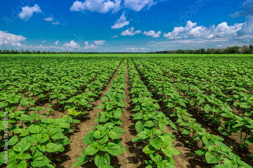 rows of young  green  powerful sunflowers  clean from diseases  weeds  and insects  against the sky