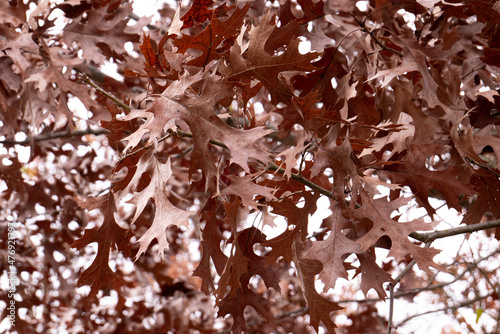 Copper Brown Leaf Texture Background