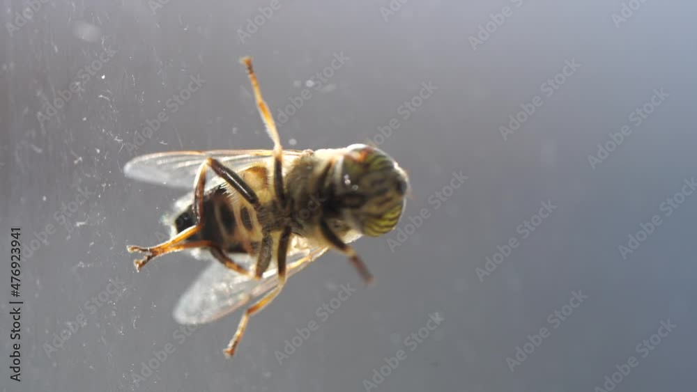 Mosca en cristal de ventana