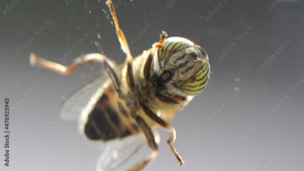 Mosca en cristal de ventana