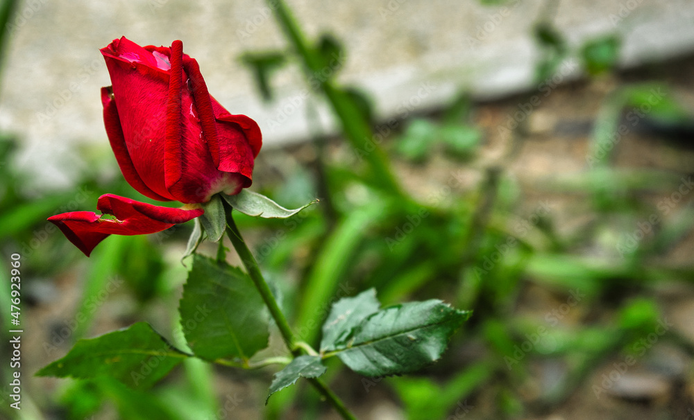 Fototapeta premium Beautiful red rose in a garden.