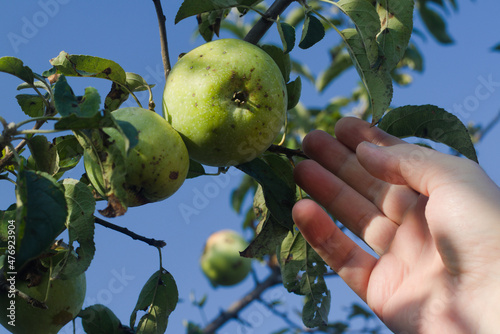 Picking apples in the garden. Delicious organic fruits on a tree in orchard.