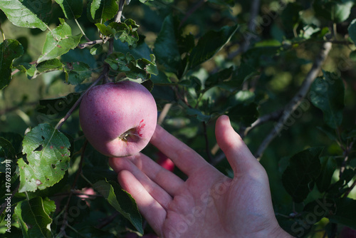 Picking apples in the garden. Delicious organic fruits on a tree in orchard.