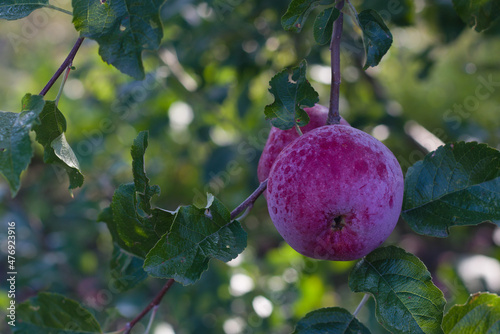 Red apple on a tree in an apple orchard. Ripe fruits in the garden.