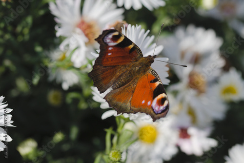 Beautiful butterfly sitting on white flowers. European peacock butterfly (Aglais Io) on a sunny day.