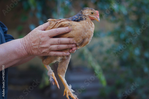 A homemade chicken sits in the hands. The woman carefully holds the chicken in her hands. Poultry farming.
