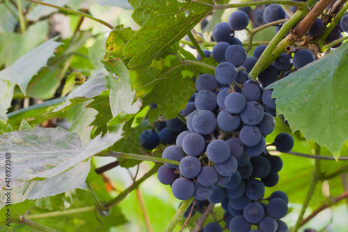 Blue grapes are ready for harvest. Close-up of bunches of ripe wine grapes.