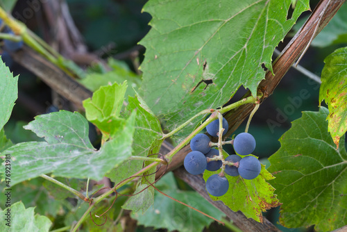 Blue grapes are ready for harvest. Close-up of bunches of ripe wine grapes.