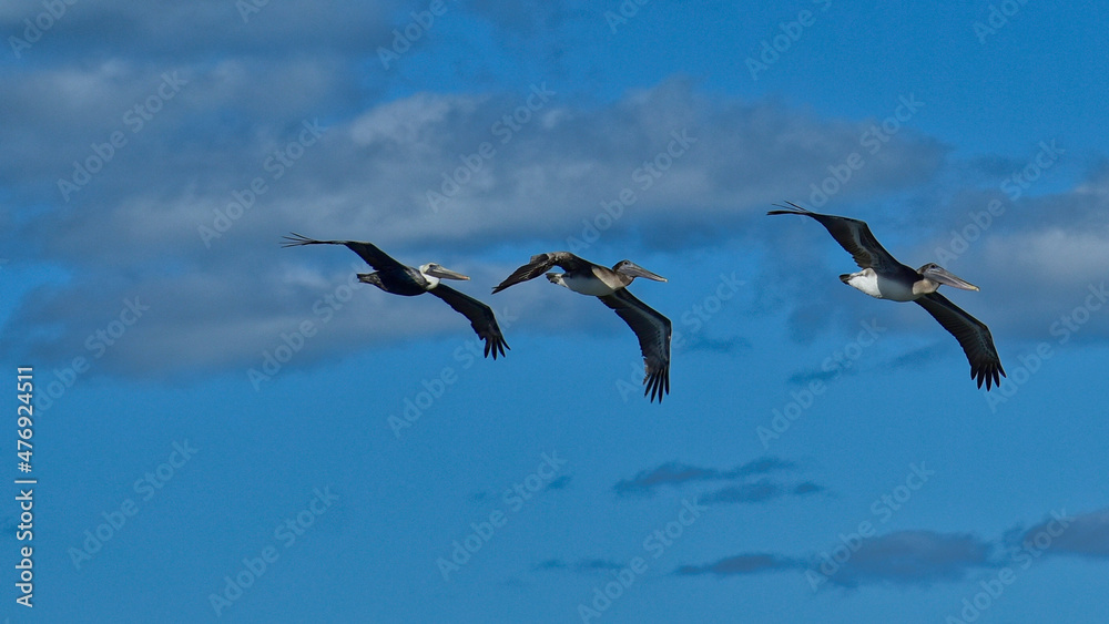 Three Brown Pelicans soaring in formation over South Florida